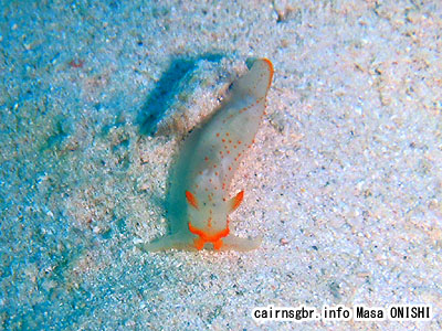 キヌハダウミウシ/Gymnodoris sp