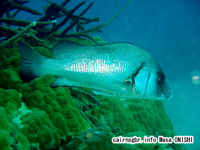 クロコショウダイ/Plectorhinchus gibbosus/Harry hotlips, Brown Sweetlips