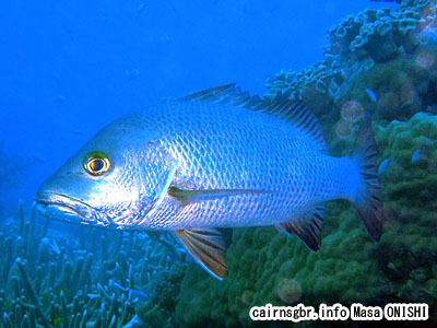 ゴマフエダイ/Lutjanus argentimaculatus/Mangrove red snapper. Mangrove Jack, River snapper
