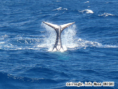 ザトウクジラ/Megaptera novaeangliae/Humpback Whale