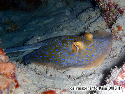 アオマダラエイ/Taeniura lymma/Blue-spotted ribbontail stingray