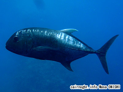 ロウニンアジ/Caranx ignobilis/Giant trevally 0