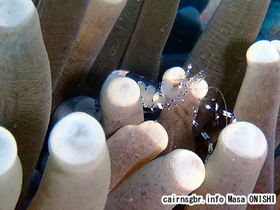 ニセアカホシカクレエビ/Periclimenes venustus/Venustus Cleaner Shrimp
