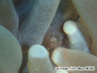 ヒメイソギンチャクエビ/Hamopontonia corallicola/Eggshell shrimp