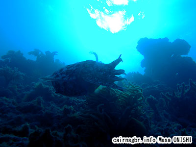 コブシメ/Sepia latimanus/Giant cuttlefish