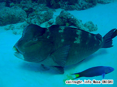 カンムリブダイ/Bolbometopon muricatum/Green Humphead Parrotfish