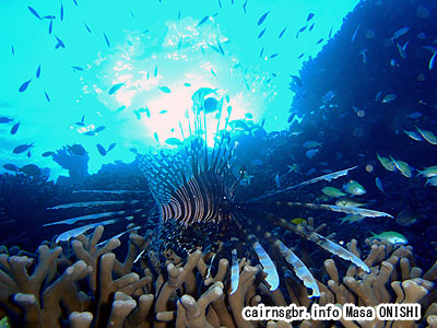 ハナミノカサゴ/Pterois volitans/Red lionfish