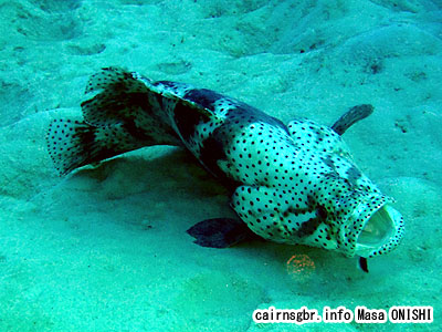 サラサハタ/Barramundi Cod/Chromileptes altivelis