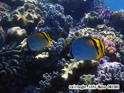 トゲチョウチョウウオ/Chaetodon auriga/Threadin Butterflyfish