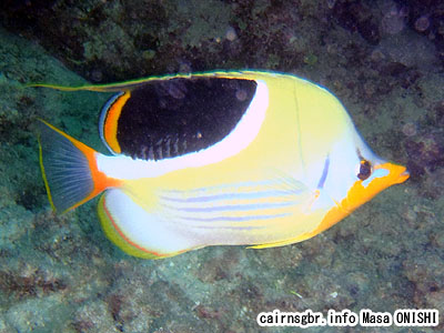 セグロチョウチョウウオ/Chaetodon ephippium/Saddled Butterflyfish