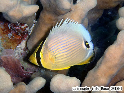 ミスジチョウチョウウオ/Chaetodon trifasciatus/Oval butterflyfish