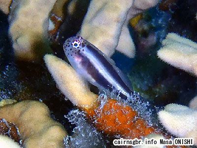 イチモンジコバンハゼ/Gobiodon albofasciatus/Whitelined coral goby