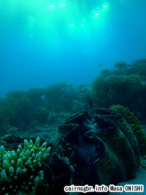 オオシャコガイ/Giant clam/Giant clam