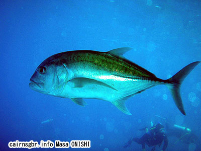 ロウニンアジ/Caranx ignobilis/Giant trevally