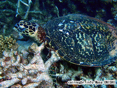 タイマイ/Eretmochelys imbricata/Hawksbill turtle