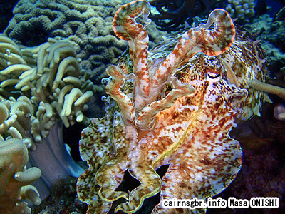 コブシメ/Sepia latimanus/Giant cuttlefish