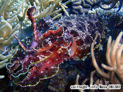 コブシメ/Sepia latimanus/Giant cuttlefish