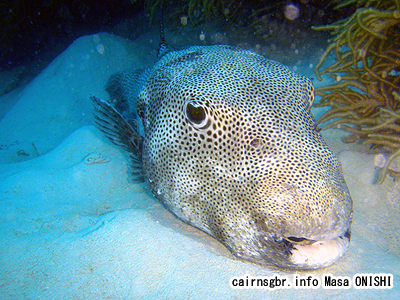 モヨウフグ/Arothron stellatus/Starry Puffer