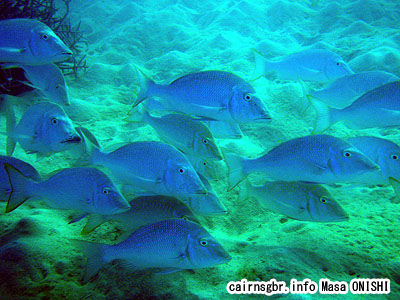 ハマフエフキ/Lethrinus nebulosus/Spangled emperor,Blue emperor