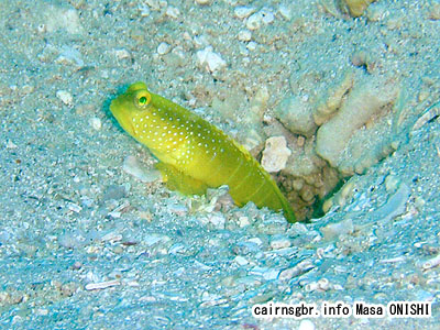 ギンガハゼ/Cryptocentrus cinctus/Yellow shrimpgoby