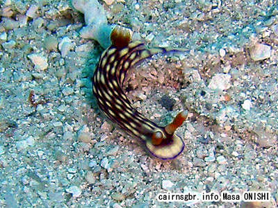 クチナシイロウミウシ/Hypselodoris whitei