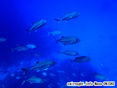 ギンガメアジ/Caranx sexfasciatus/Bigeye trevally