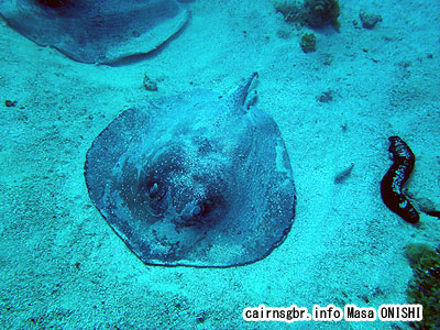 Urogymnus asperrimus/Thorny Stingray