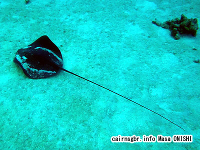 Himantura fai/Tahitian Stingray