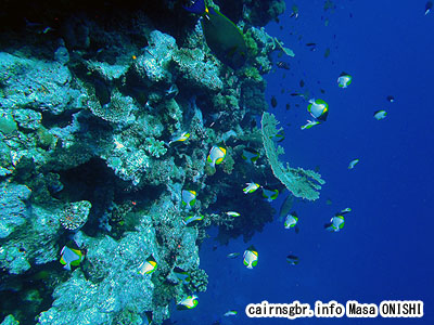 カスミチョウチョウウオ/Hemitaurichthys polylepis/Pyramid butterflyfish, Shy butterflyfish, Helmet butterflyfish
