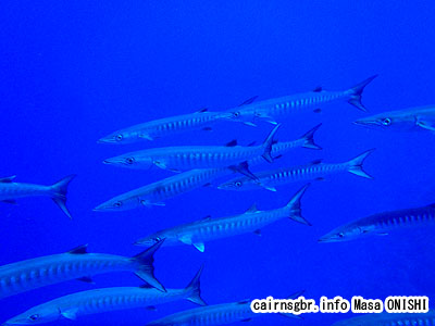 オオカマス、ブラックフィンバラクーダ/Sphyraena qenie/Blackfin barracuda