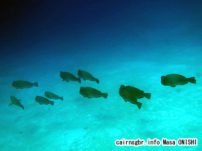 カンムリブダイ/Bolbometopon muricatum/Baffalo fish, Humphead parrotfish