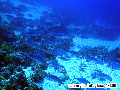 カスミアジ/Bluefin trevally/Caranx melampygus