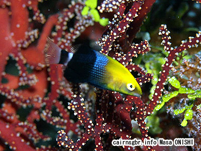 キツネベラ/Bodianus bilunulatus/Tarry Hogfish