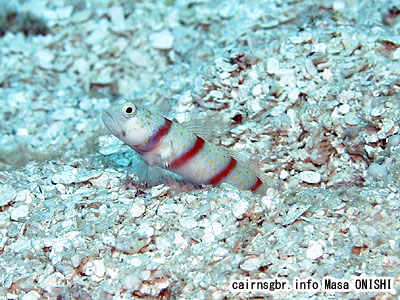 レッドバンデッドプラウンゴビー、レッドバンデッドシュリンプゴビー/Amblyeleotris fasciata/Redbanded Prawn Goby