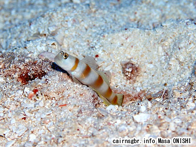 ヤノダテハゼ/Amblyeleotris yanoi/Flag-tail shrimpgoby