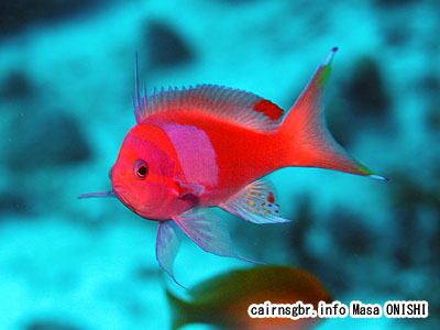 スミレナガハナダイ/Pseudanthias pleurotaenia/Squarespot fairy