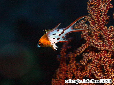 ヒオドシベラ/Bodianus anthioides/Lyretail hogfish