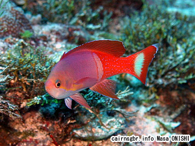ペインティッドアンティアス/Pseudanthias pictilis/Painted anthias,Pictilis Anthias