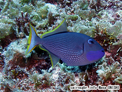 ホシモンガラ/xanthichthys auromarginatus/Gilded Triggerfish