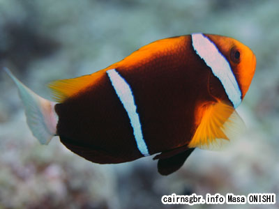 オレンジフィンアネモネフィッシュ/Amphiprion chrysopterus/Orangefin anemonefish