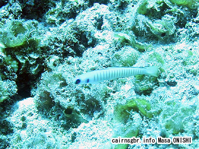 ゼブラハゼ/Ptereleotris zebra/Zebra dart goby