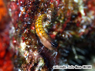 タイガーブレニー/Ecsenius tigris/Tiger blenny