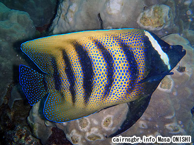 ロクセンヤッコ/Pomacanthus sexstriatus/Six-banded angelfish