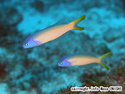 アオマスク/Hoplolatilus starcki/Purple-headed Sand Tilefish