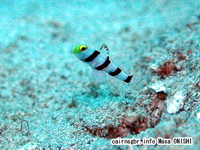 ネジリンボウ / Stonogobiops xanthorhinica / Yellownose prawn-goby