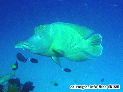 メガネモチノウオ(ナポレオンフィシュ)/Cheilinus undulatus/Napoleon Wrasse 0