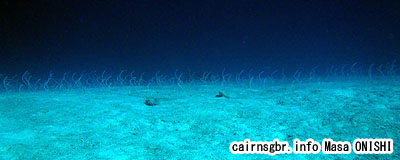 ホワイトスポテッドガーデンイール/Gorgasia maculata/Spaghetti Garden eel , White Spotted Gardenn-eel