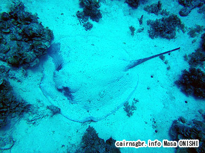 Urogymnus asperrimus/Thorny Stingray