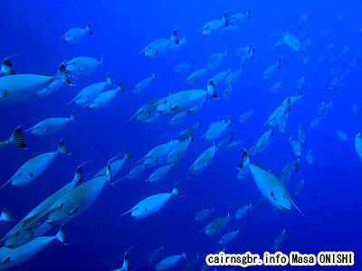 ヒメテングハギ/Naso annulatus/white margin unicornfish