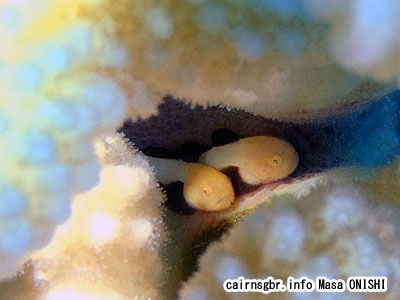 パンダダルマハゼ/Paragobiodon lacunicolus/Blackfin coral goby